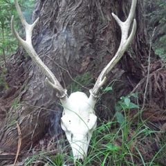 「鹿の頭骨」